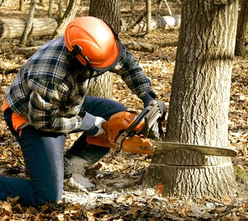 Tree Removal in Bergton, VA